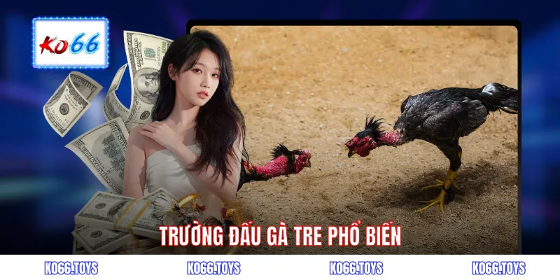Trường đấu gà tre phổ biến